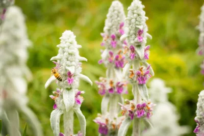 Sweet Smiling Landscapes - Garden Remodeling in Santa Barbara, CA