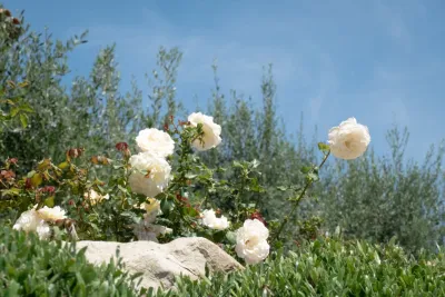 Provence comes to California — Landscape Design project by Sweet Smiling Landscapes in Montecito