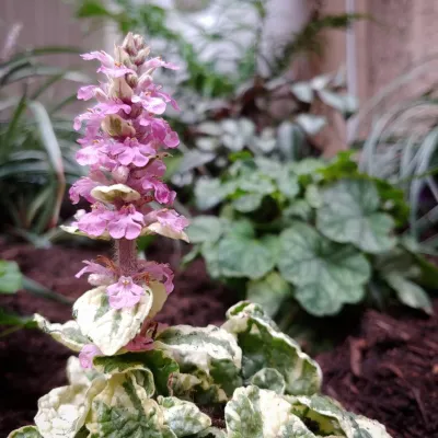 Monet's Condo — Landscape Design project by Sweet Smiling Landscapes in Ventura