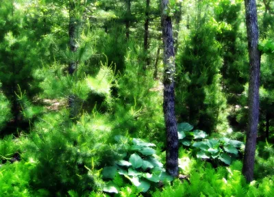 Sweetbay Landscape Design - Outdoor Lighting Installation in East Hampton, NY