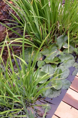T Barnabas Kane - Garden Remodeling in Leadville, CO