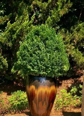 Taylor Landscape Design - Irrigation System Repair in Atlanta, GA
