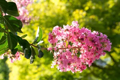 Taylor Landscape Design - Irrigation System Repair in Atlanta, GA