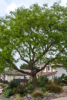 Encinitas, Front & Back Yard Lawn Conversion — Landscape Design project by Barrels & Branches in Encinitas
