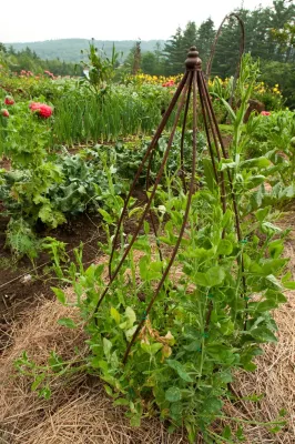 The Complete Kitchen Garden - Landscape Design in Manchester Village, VT