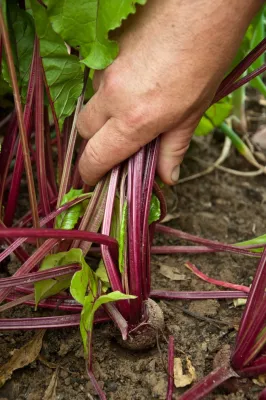 The Complete Kitchen Garden - Landscape Design in Manchester Village, VT