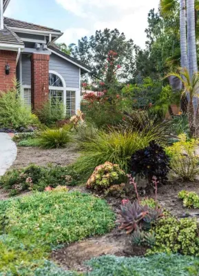 Encinitas, Lawn Removal — Landscape Design project by Barrels & Branches in Encinitas