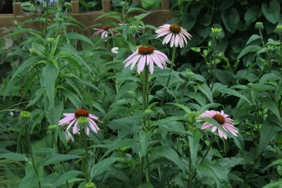 Barrie Collins: The Landscape of Us - Landscape Design in Athens, GA
