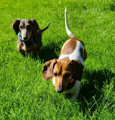 Pet Stop of Eastern Washington - Home Renovation & Remodeling Services in Twisp, WA
