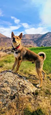 Pet Stop of Eastern Washington - Home Renovation & Remodeling Services in Twisp, WA