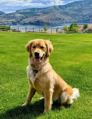 Pet Stop of Eastern Washington - Home Renovation & Remodeling Services in Twisp, WA