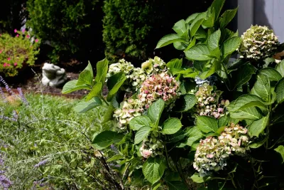 Bay Avenue Plant Company - Garden Remodeling in Surf City, NJ