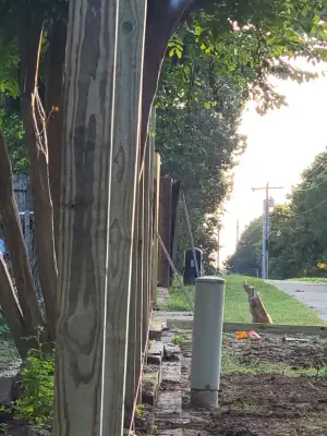six-foot pine picket fence — Fence Installation project by Poorboy Fencing