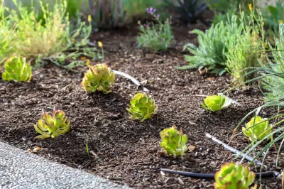 Strom — Landscape Design project by Bay Maples Wild California Gardens