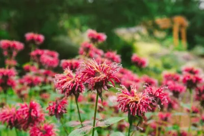 Audubon Certified Backyard Habitat — Landscape Design project by The Figure Ground Studio, LLC