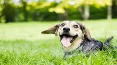Dog Pro - Fence Installation in Omaha, NE