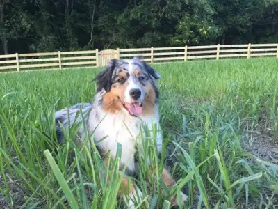 Beitzell Fence - Carpentry & Woodworking in Catharpin, VA