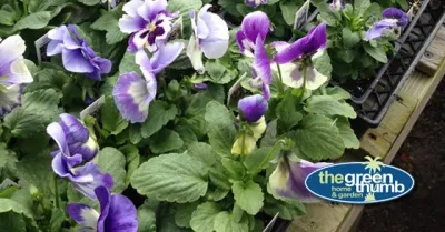 Green Thumb Garden Center — Landscape Design project by The Green Thumb in Hilton Head Island