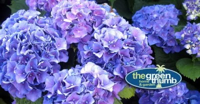 The Green Thumb - Outdoor Lighting Installation in Hilton Head, SC