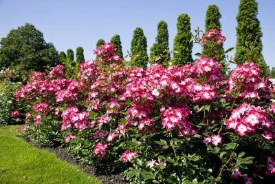 The JCRD Group - Landscape Design in Los Angeles, CA