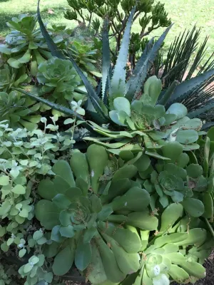 Container Plantings for Patios, Terraces and Balconies — Landscape Design project by The JCRD Group