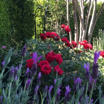 The JCRD Group - Landscape Design in Los Angeles, CA