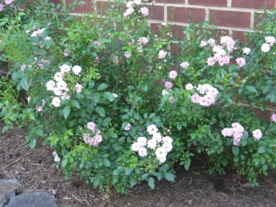 The Landscape Department at Sneed's - Garden Remodeling in Richmond, VA