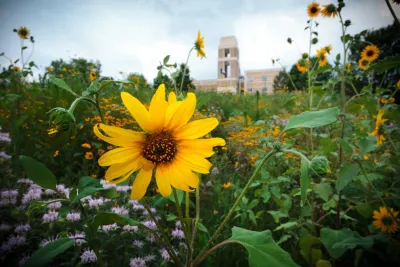 Wildflower Meadows — Landscape Design project by The Natural Garden
