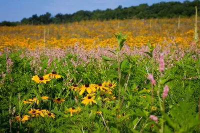 The Natural Garden - Garden Remodeling in Harrisonburg, VA
