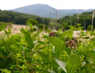 The Natural Garden - Garden Remodeling in Harrisonburg, VA