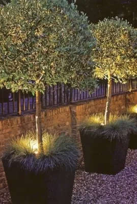 Landscape Lighting — Landscape Design project by The Plant Gallery