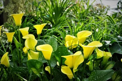 Spring 2018 — Landscape Design project by The Plant Gallery in New Orleans