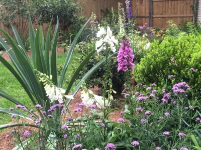 Back Landscaping — Landscape Design project by The Plant Gallery