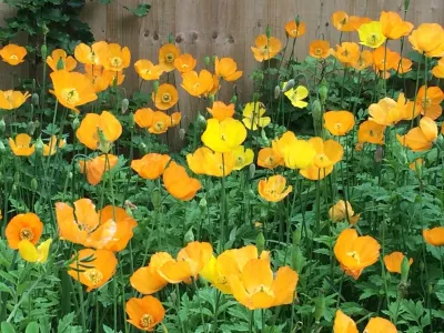 Todd Haiman Landscape Design - Garden Remodeling in New York, NY