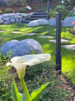 The Great Restorer | La Jolla Landscape Restoration by Torrey Pines Landscape Co., Inc