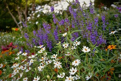 Tricia Quaid Landscape Design, Inc - Landscape Design in Dallas, TX