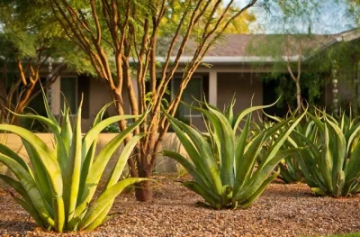 Troy Bankord Design - Landscape Design in Palm Springs, CA