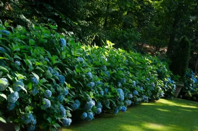 Troy Rhone Garden Design - Garden Remodeling in Mountain Brook, AL
