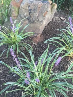 Indianapolis Featured Project by True North Landscaping