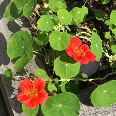Twelve Gardens Ltd. - Garden Remodeling in Brooklyn, NY