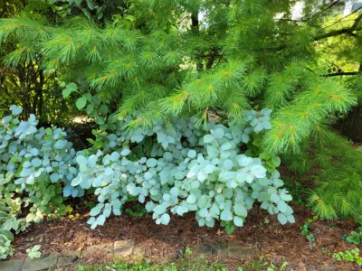 2021 In Review — Landscape Design project by Twig Landscape Design, LLC in Oak Park