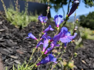 Uncommon Gardens - Patio Design & Installation in Napa, CA