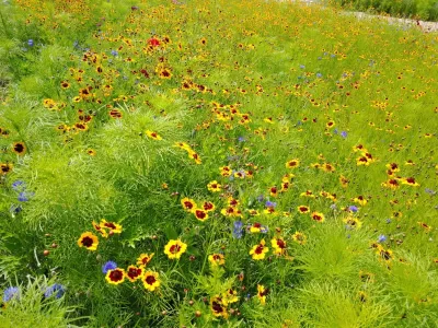 Berg Landscape Architects, Inc. - Drought-Resistant Lawn Installation in Midway, UT