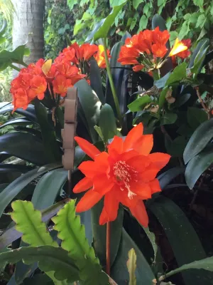 Urban Oasis Landscape Design - Landscape Design in Los Angeles, CA