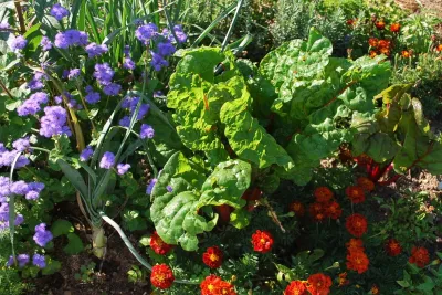 Bethesda Garden Design llc - Garden Remodeling in Bethesda, MD