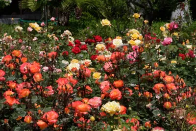 Verne Pershing, The Art of Gardening - Drought-Resistant Lawn Installation in Placerville, CA