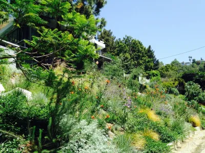 Viola Gardens - Landscape Design in Los Angeles, CA