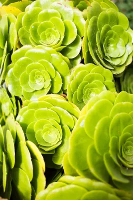 Larissa Drive Drought Tolerant Garden — Landscape Design project by Viola Gardens