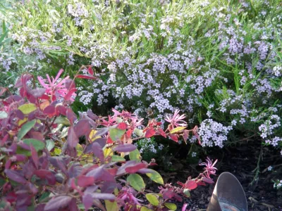 Billy Goodnick Garden Design - Garden Remodeling in Santa Barbara, CA