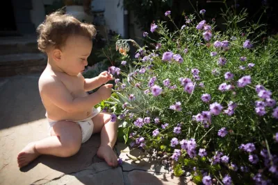 Viola Gardens - Landscape Design in Los Angeles, CA
